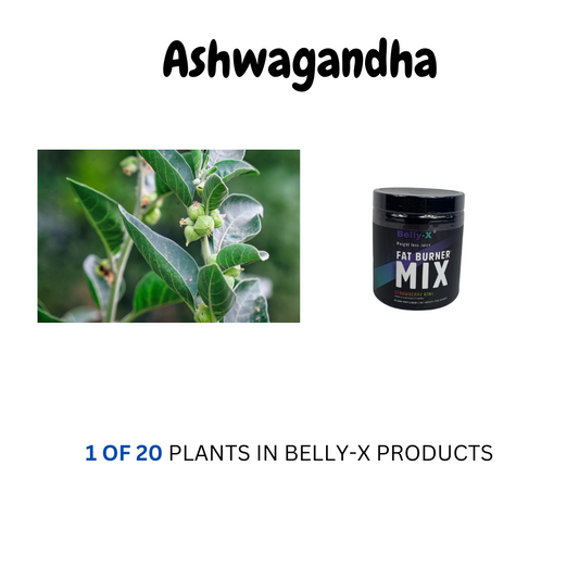 Your belly called, and it wants Ashwagandha! 😄 Uncover the secrets of plant-powered wellness by clicking the link in bio. Your transformation awaits!